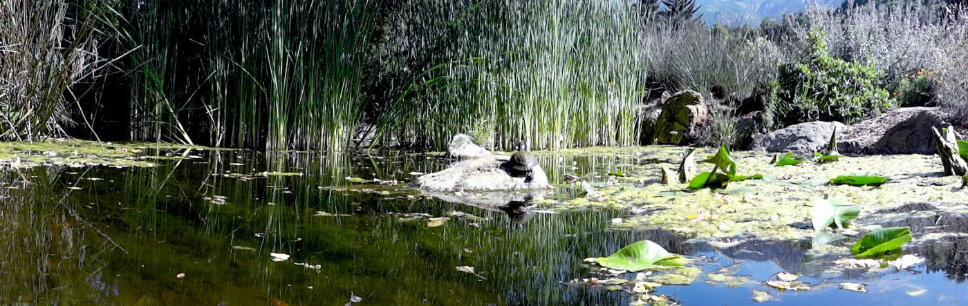 Meadow Pond, turtle, panorama