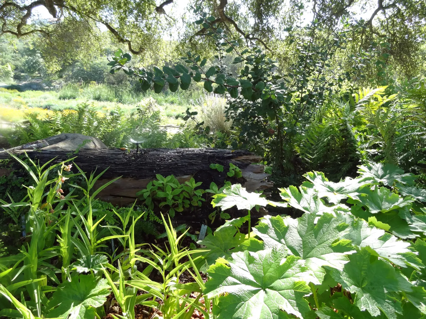 Orchid Display, mist log