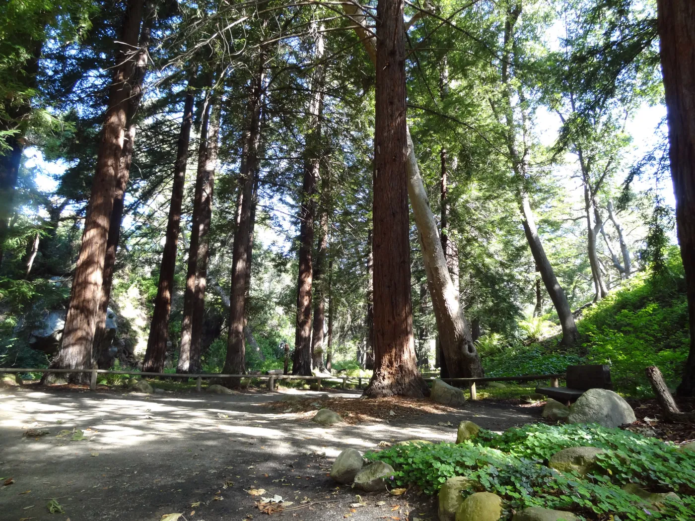 Redwood Section