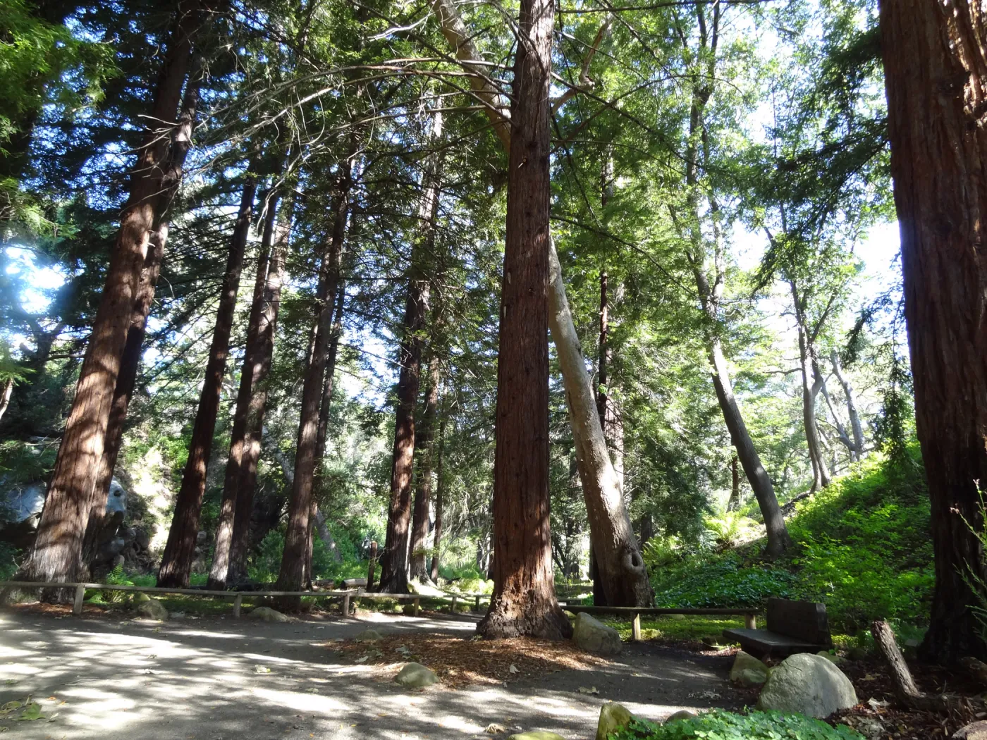 Redwood Section