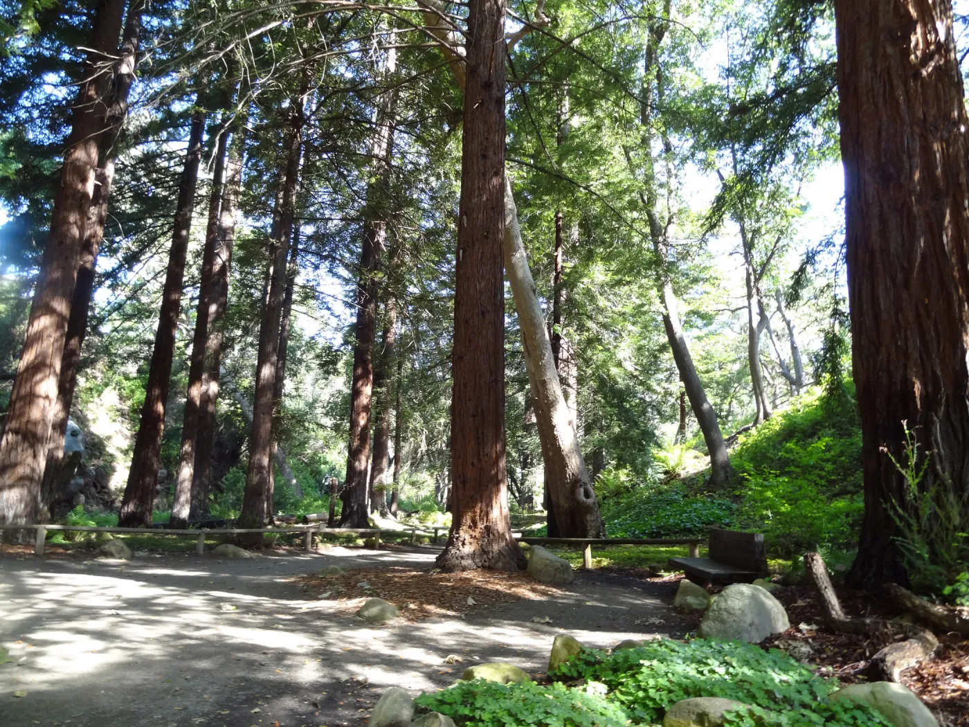Redwood Section