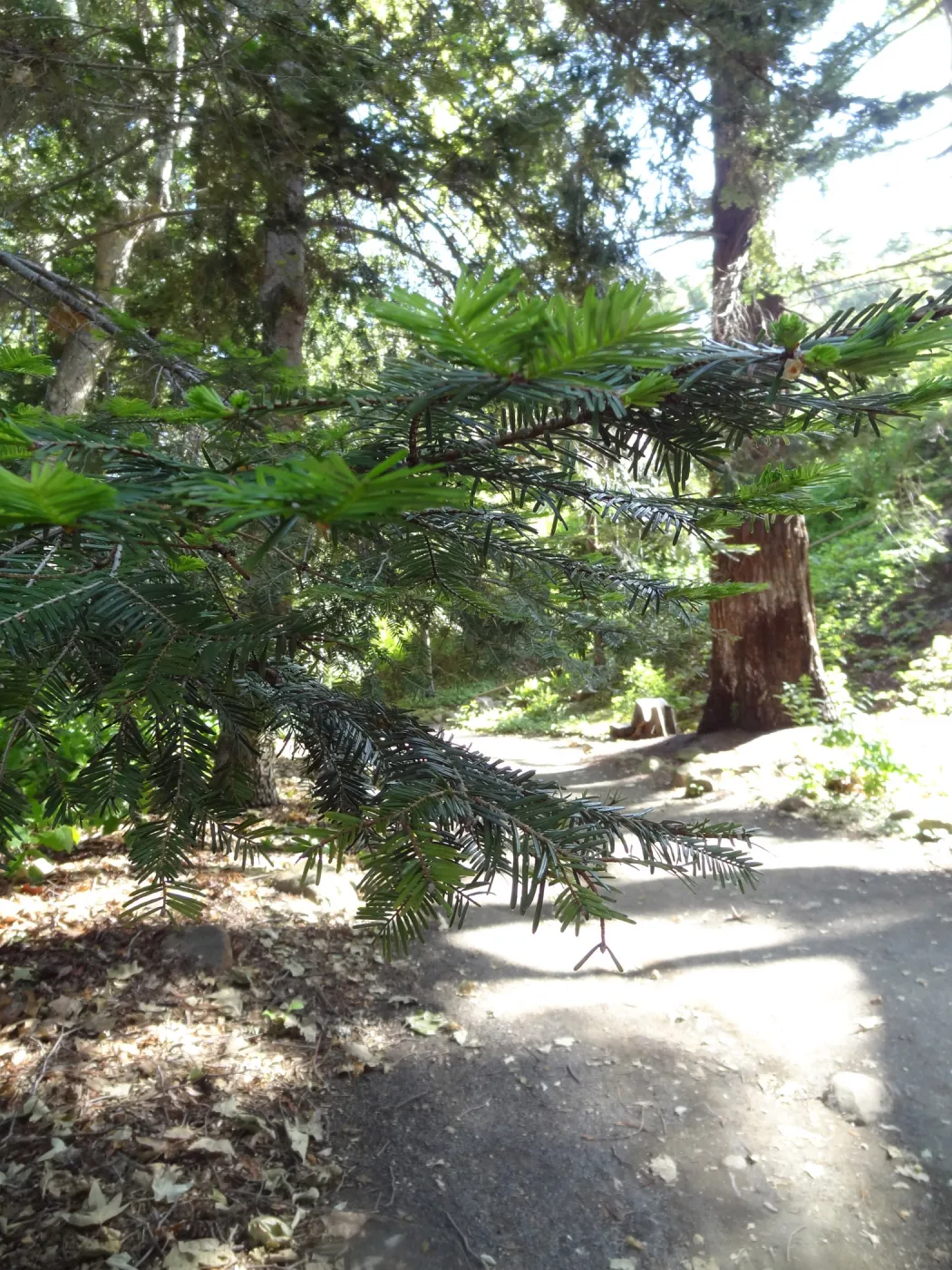 Redwood Section, leaves of coast redwood tree, Sequoia sepmervirens