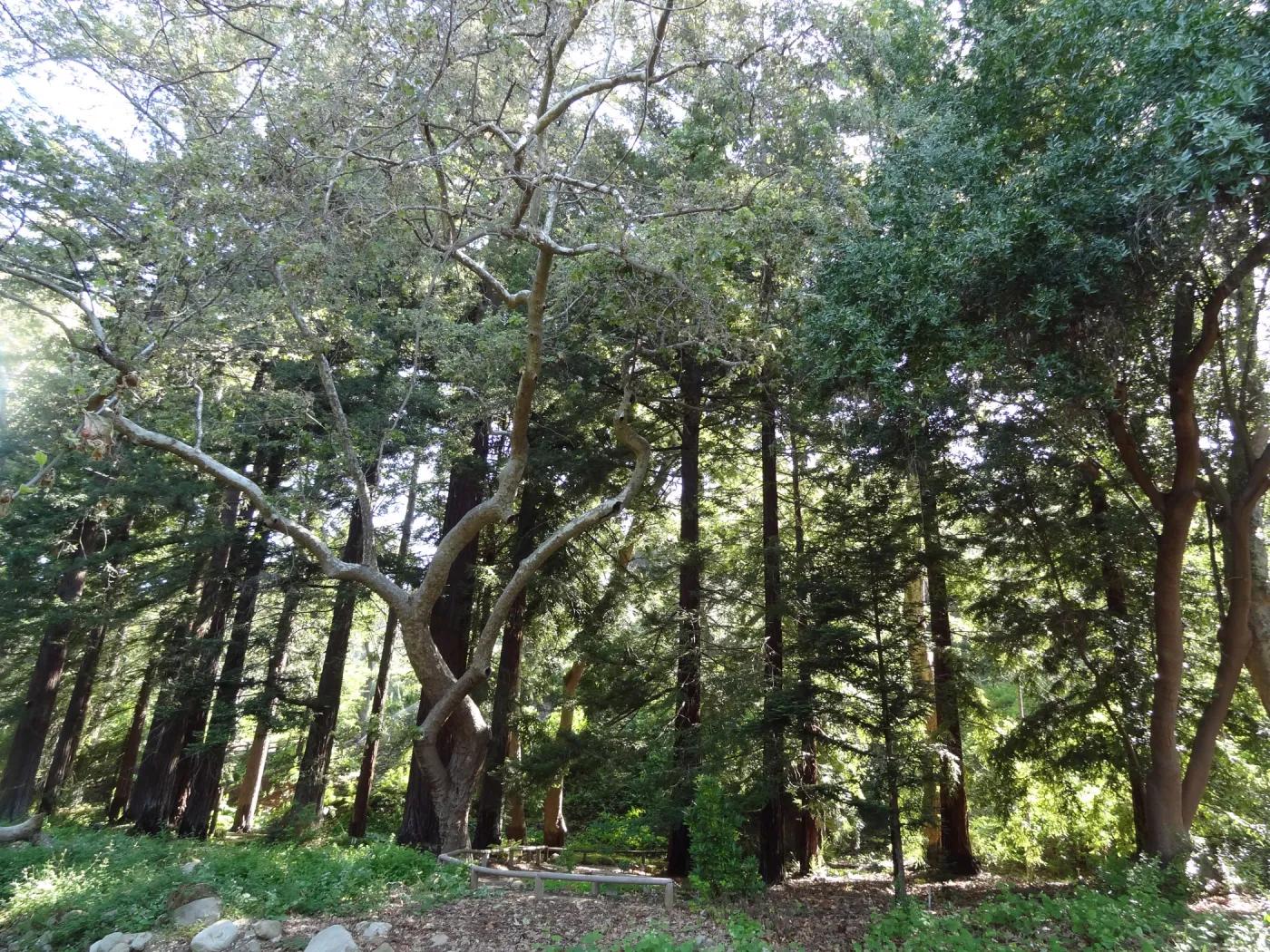 Redwood Section