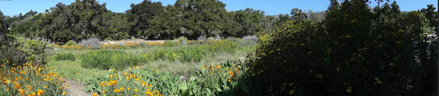 view of Meadow and Meadow Oaks from east side of Meadow