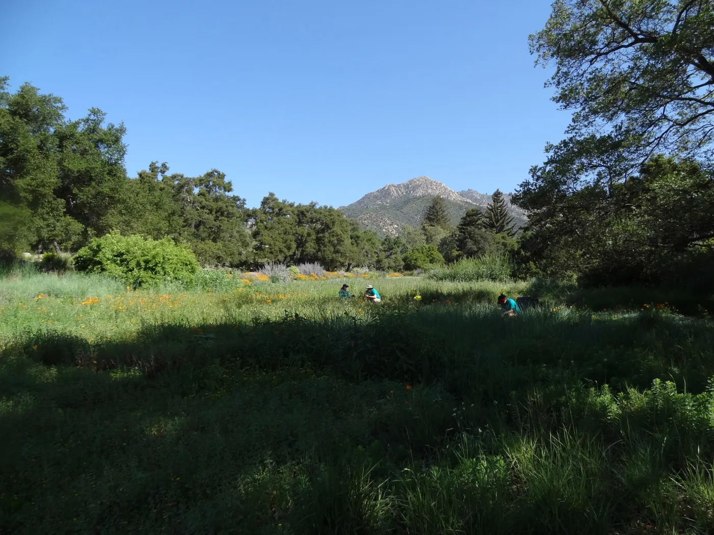 Citrix volunteers, Dirty Hands Brigade, Meadow
