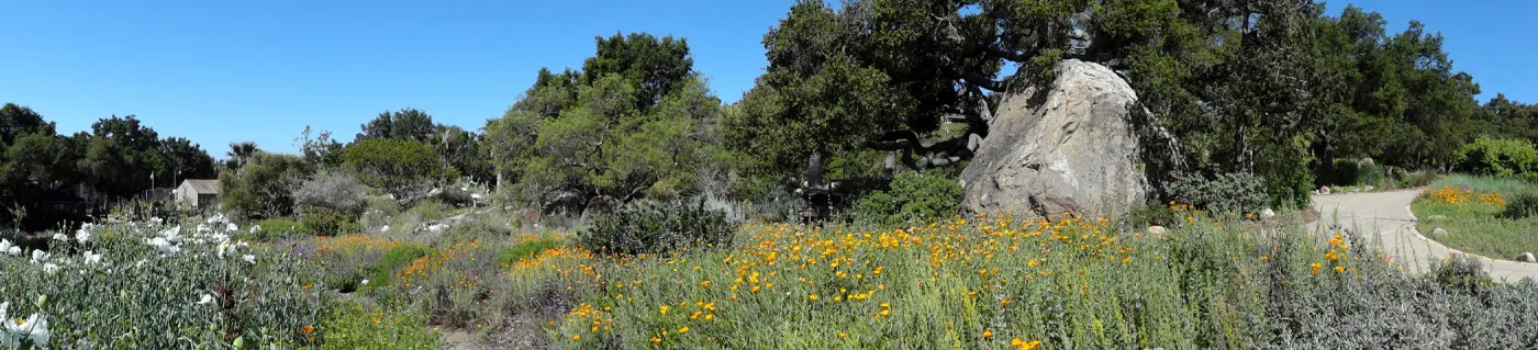 Blaksley Boulder, lower Meadow, Desert Section, wildflowers, Spring 2012, panorama