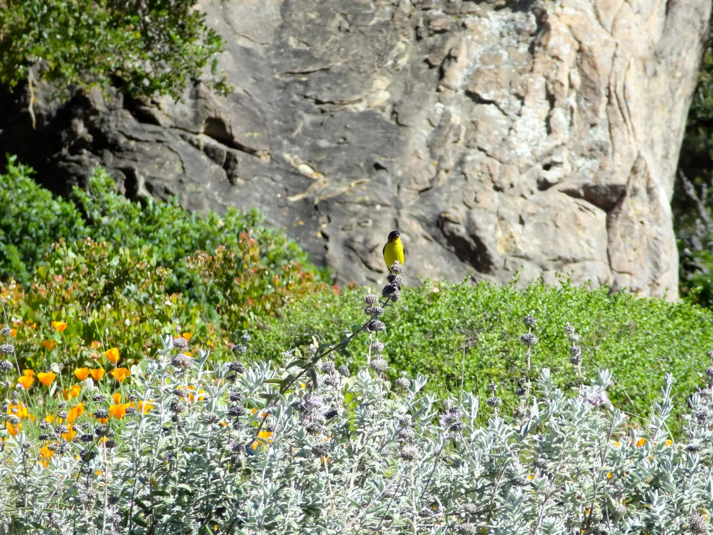Lesser goldfinch perched on Salvia (sage) inflorescence, lower Meadow, SBBG
