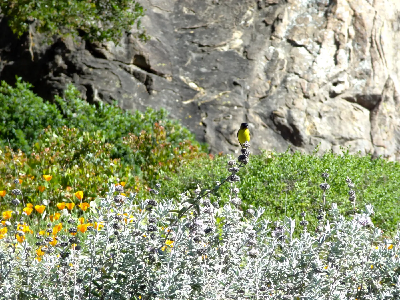 Lesser goldfinch perched on Salvia (sage) inflorescence, lower Meadow, SBBG