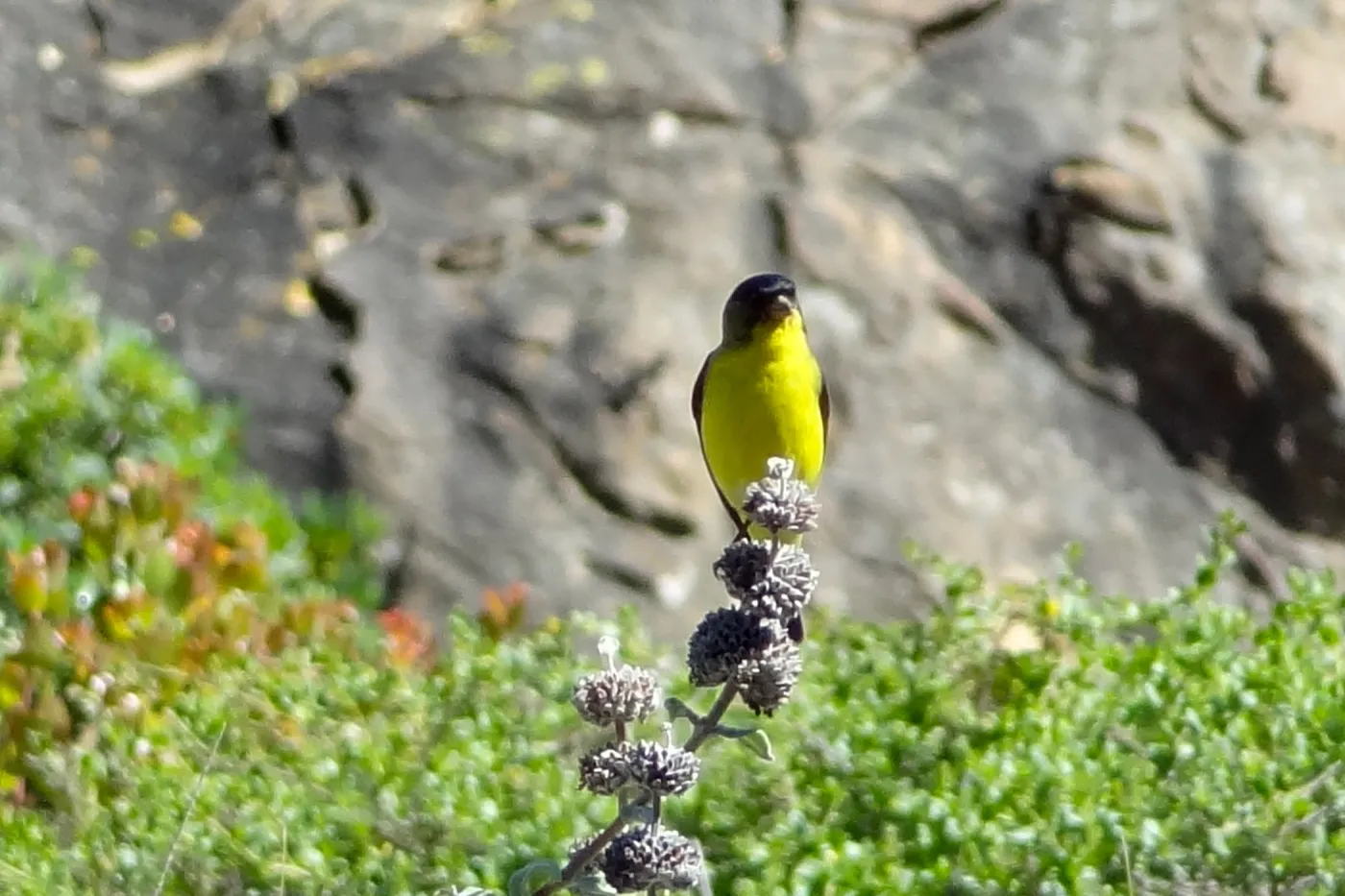 Lesser goldfinch perched on Salvia (sage) inflorescence, lower Meadow, SBBG, close up