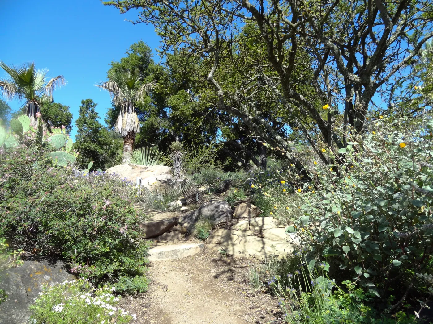 Desert Section