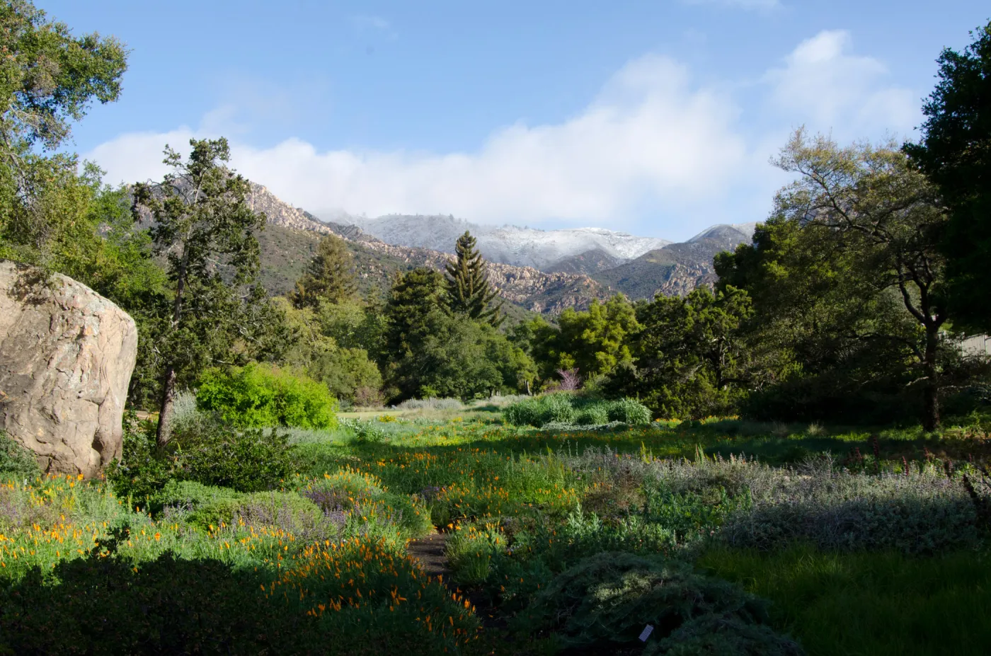 Snow on the mountains above SBBG Meadow, wildflowers, spring 2012