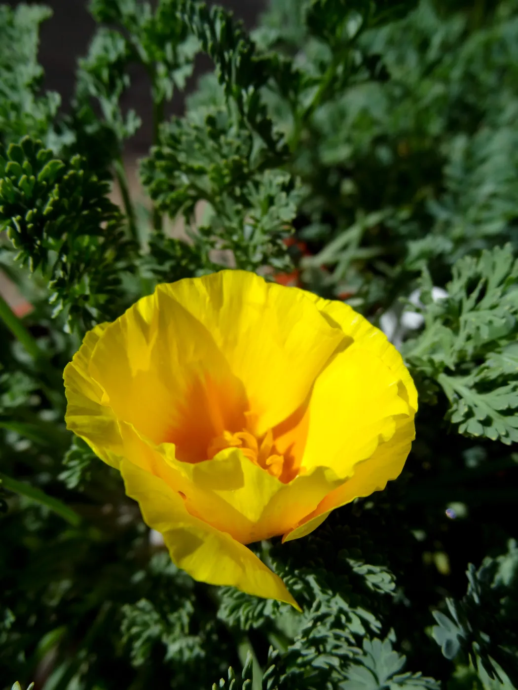 California poppy flower, SBBG Spring Plant Sale 2012