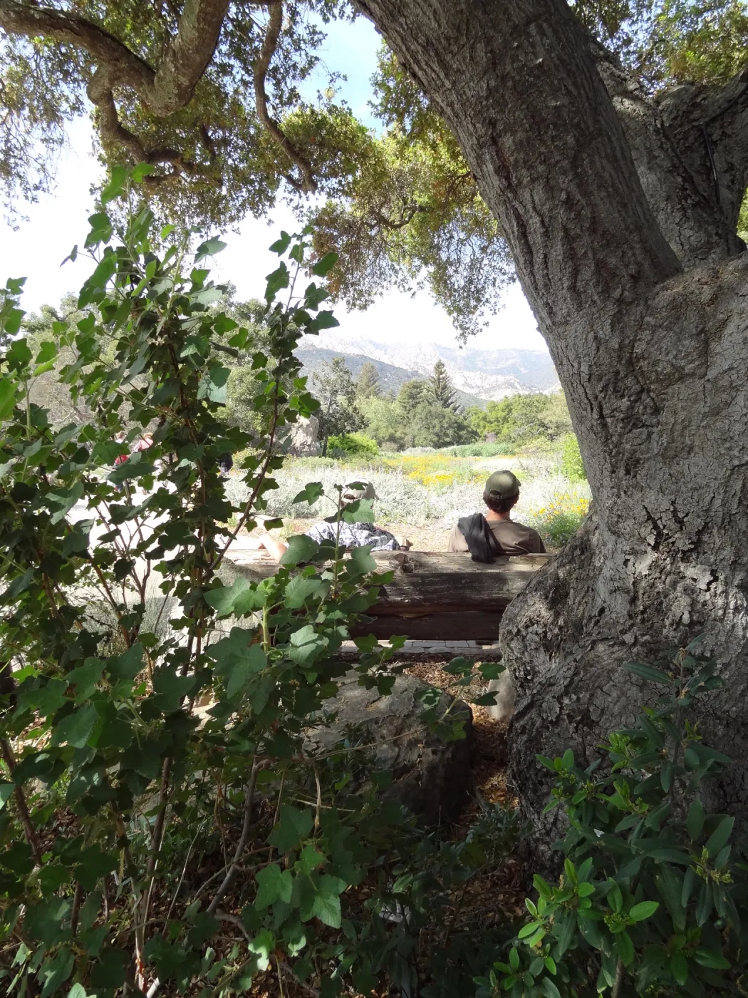 under the entrance oak, SBBG Spring Plant Sale 2012