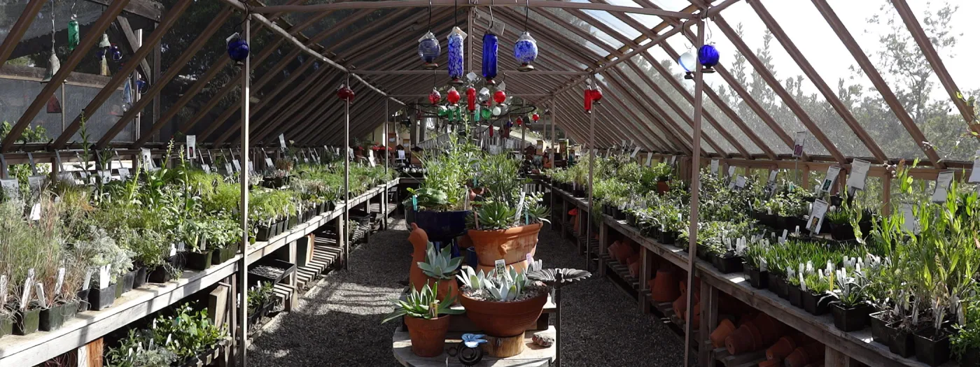 inside the lath house, SBBG Spring Plant Sale 2012, panorama