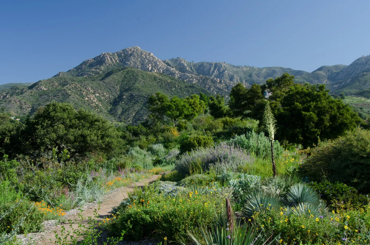 Porter Trail, Ceanothus Section, view to La Cumbre Peak, SBBG Spring 2012