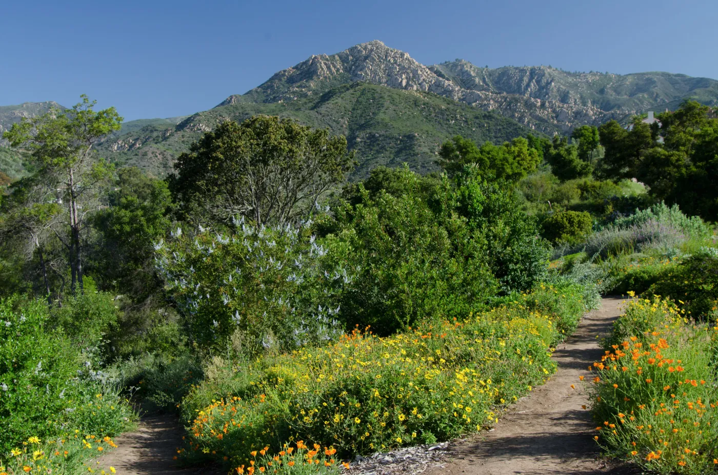Porter Trail in bloom, Ceanothus Section, view to La Cumbre Peak, SBBG Spring 2012