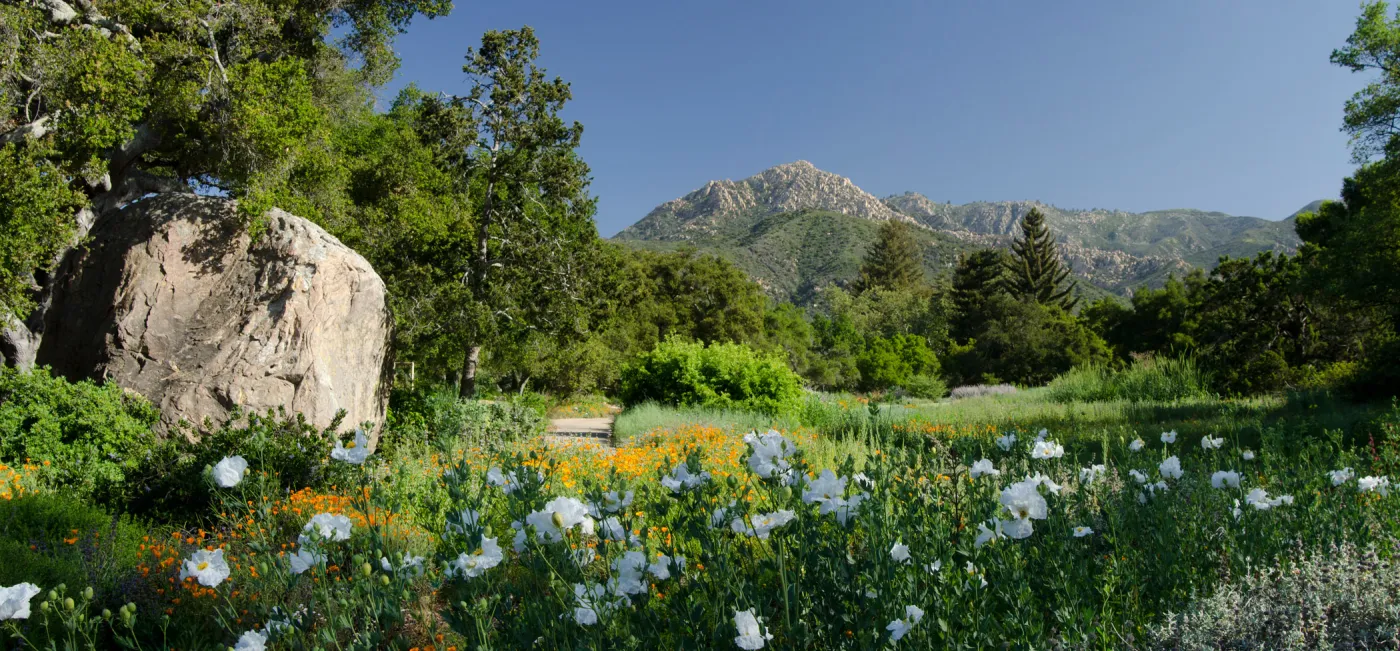 Spring Meadow Panorama, second place winner, Garden Panorama category, SBBG Photo Contest 2012