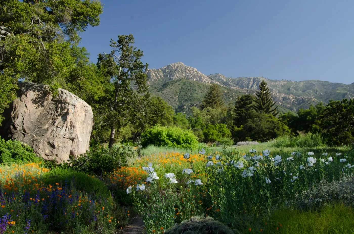 wildflowers in the Meadow, Blaksley Boulder, view to Arlington Peak, SBBG Spring 2012