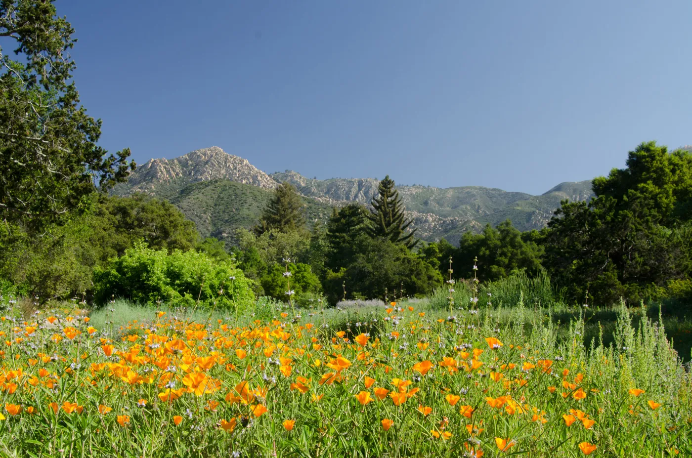 wildflowers in the Meadow, view to La Cumbre Peak, SBBG Spring 2012