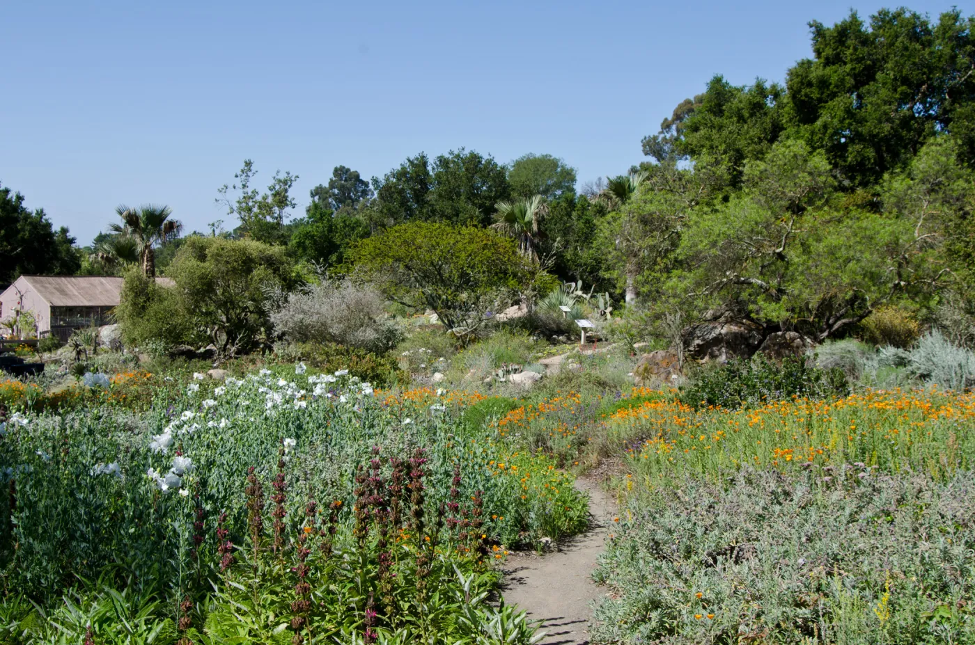 Ground Cover Display and Desert Section, wildflowers, SBBG Spring 2012