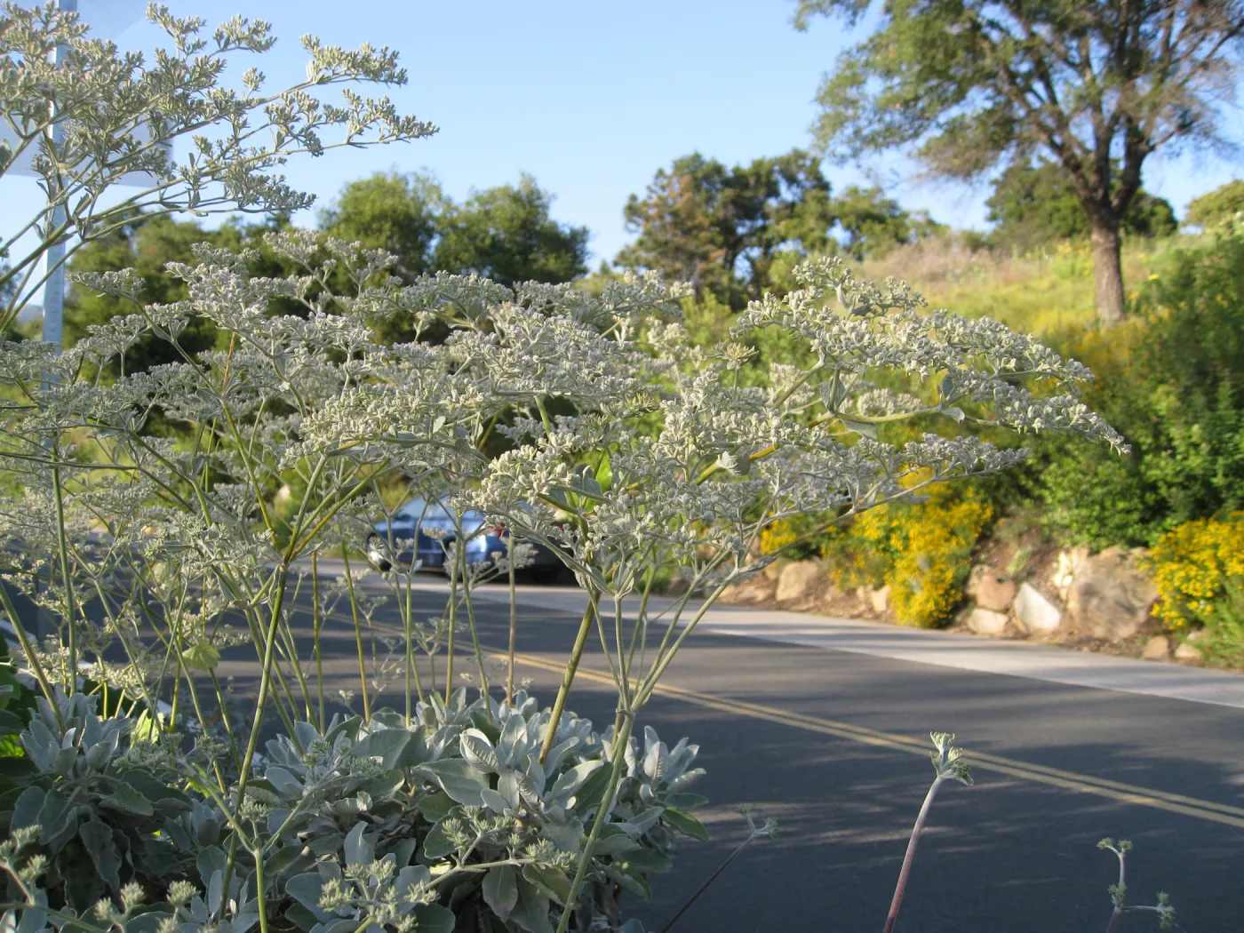 Eriogonum giganteum along Mission Canyon Road