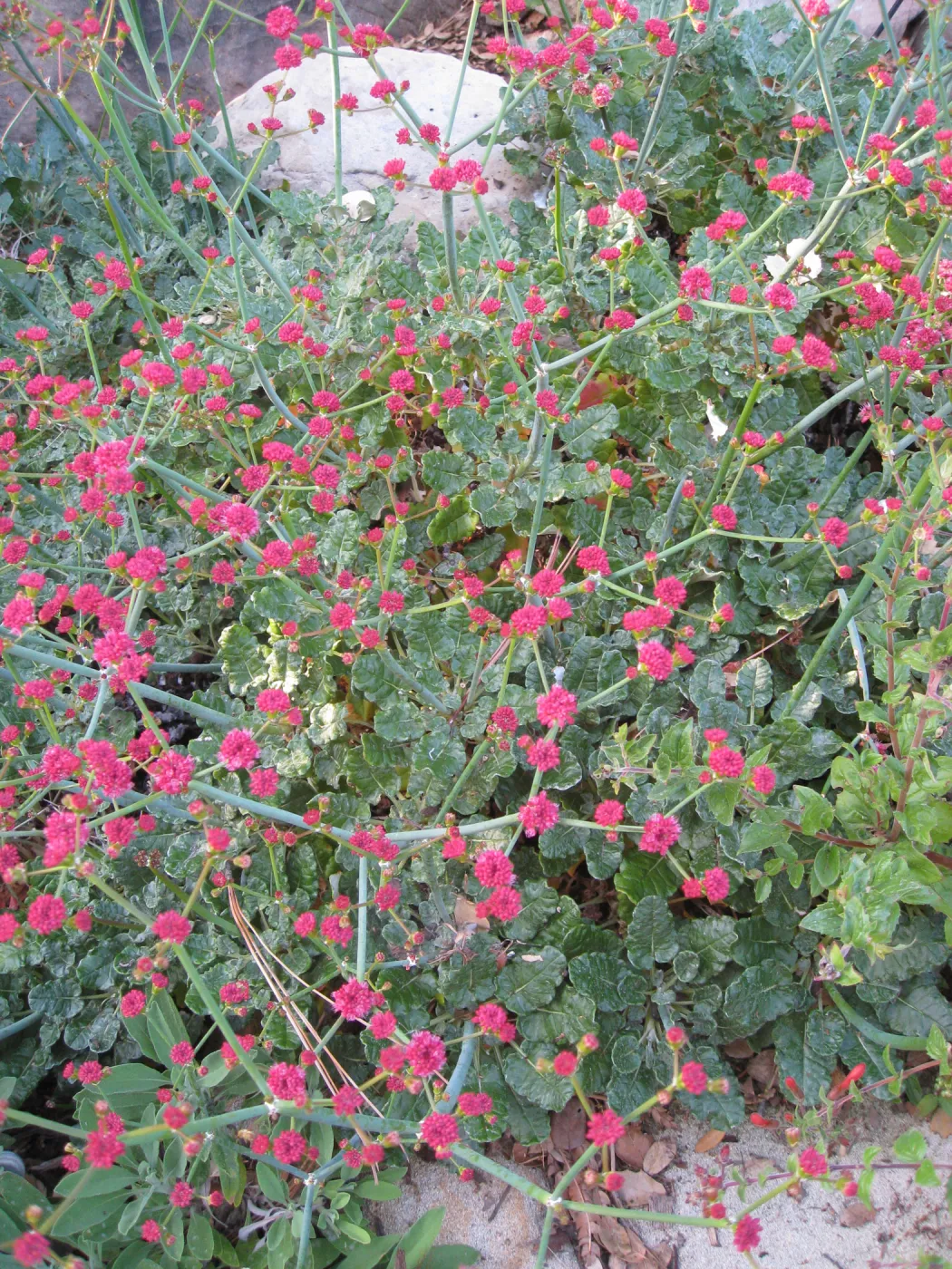 Eriogonum grande rubescens