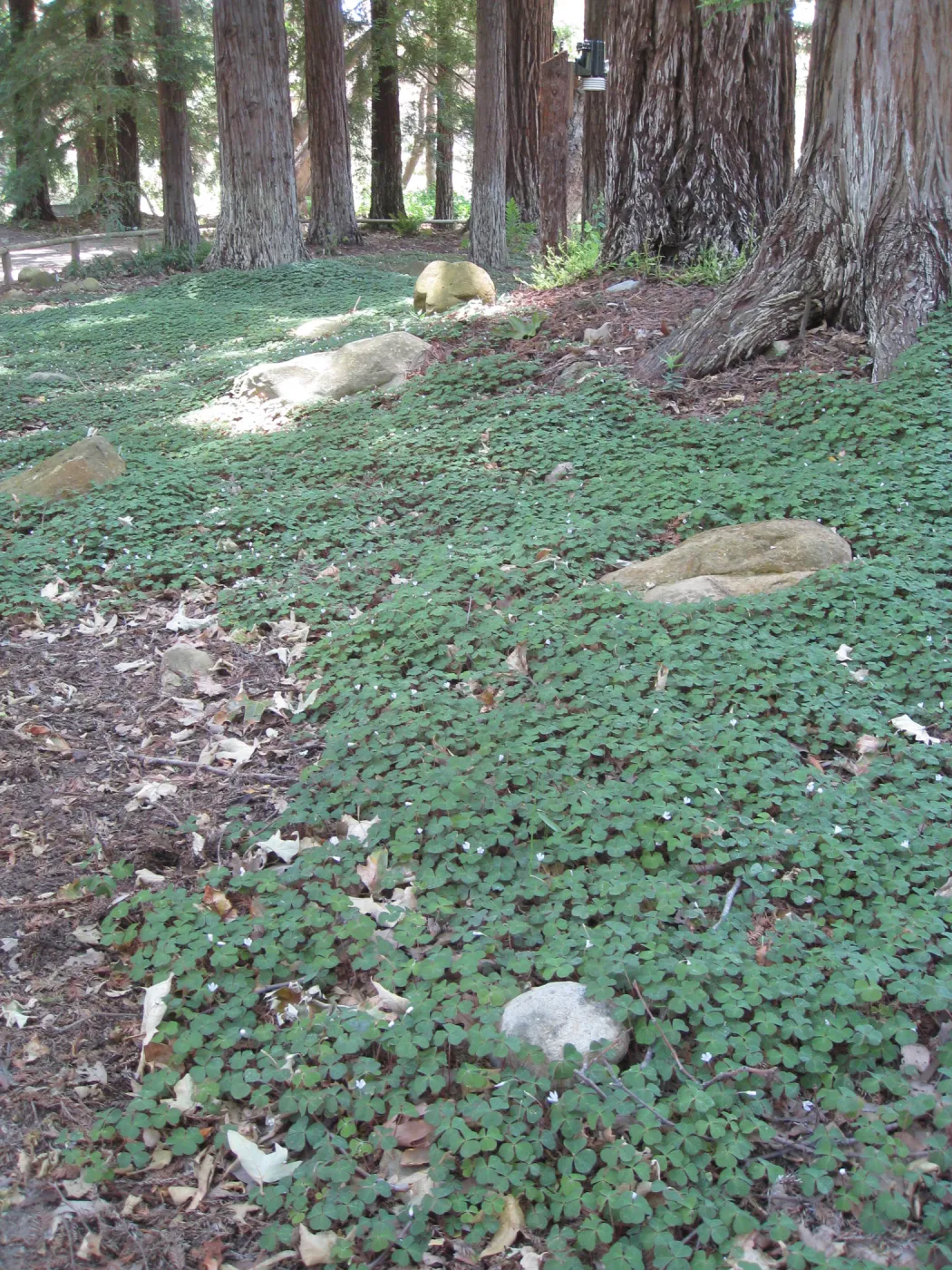 Oxalis oregona understory recovery in Redwood section after installation of new irrigation system