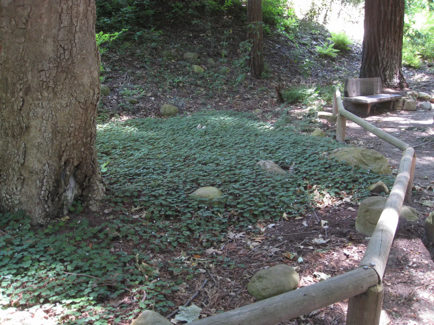 Oxalis oregona understory recovery in Redwood section after installation of new irrigation system