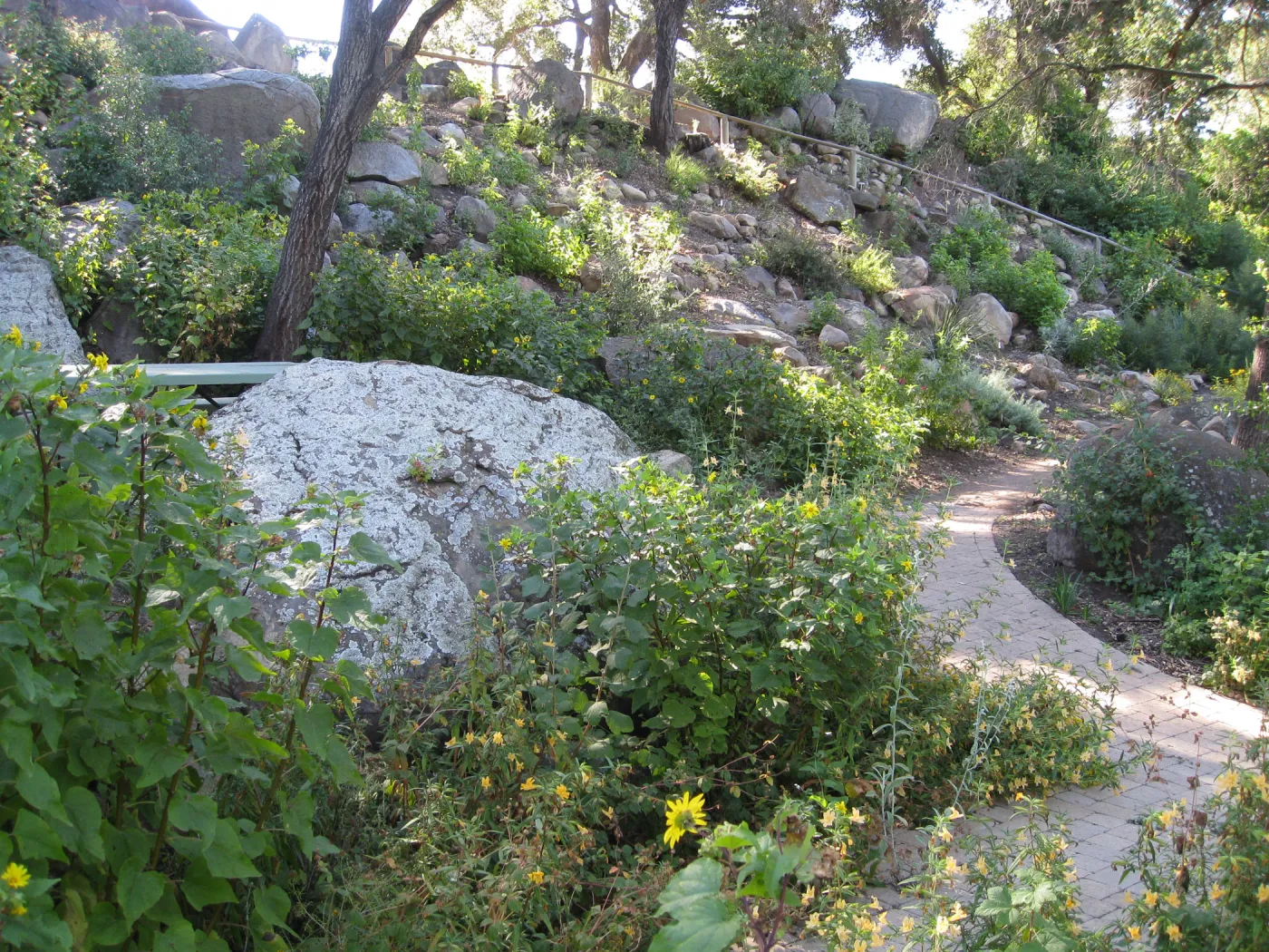 Beds in the vicinity of the picnic area on the Campbell Trail