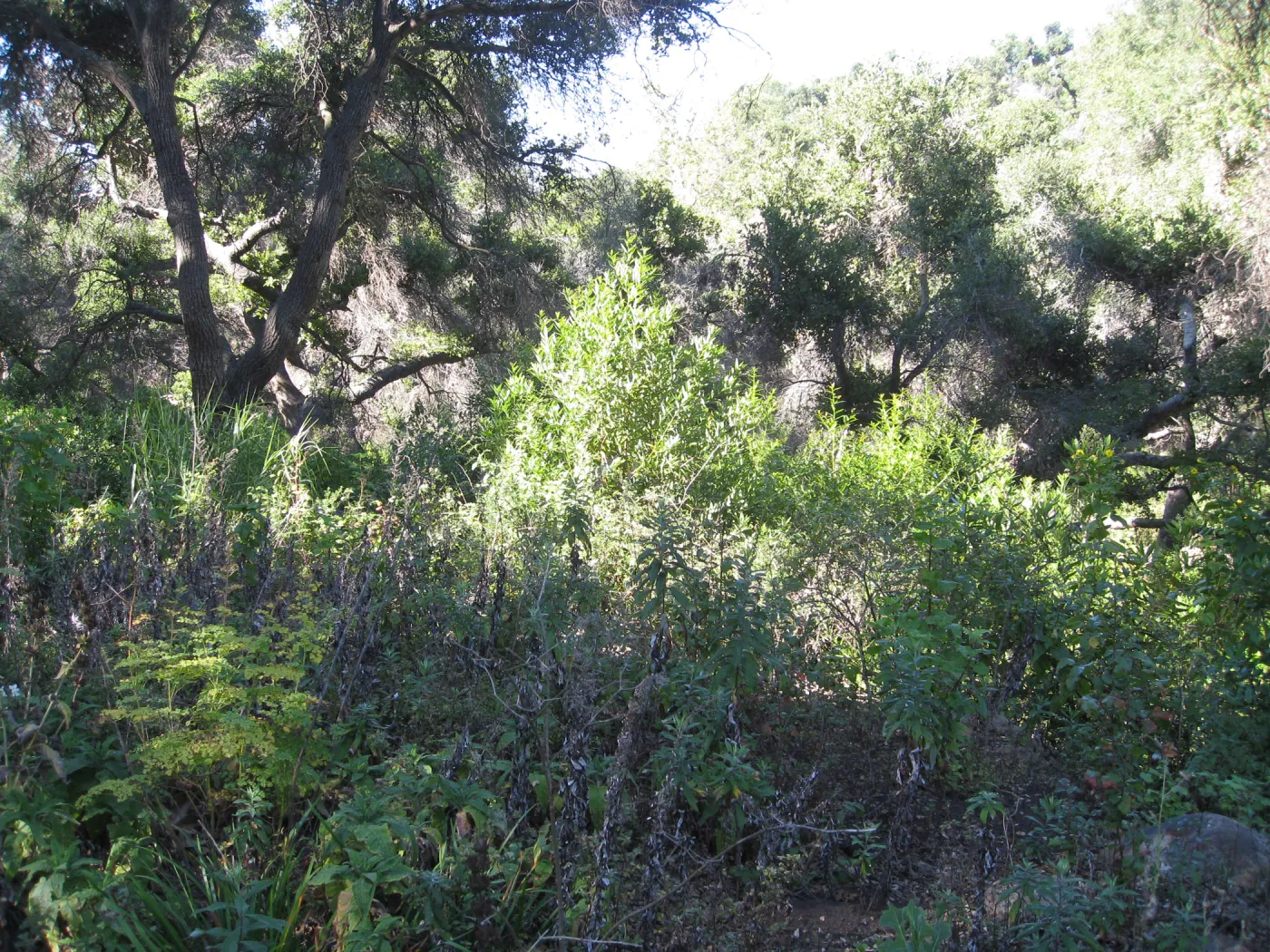Beds in the vicinity of the picnic area on the Campbell Trail