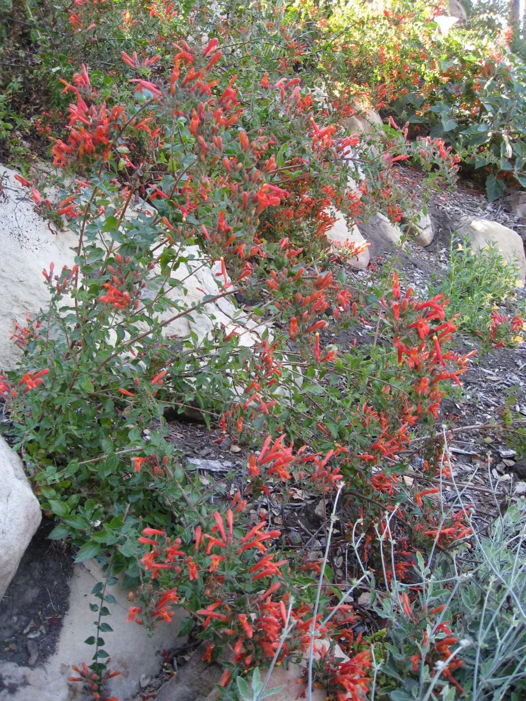 Keckiella cordifolia on Campbell Trail