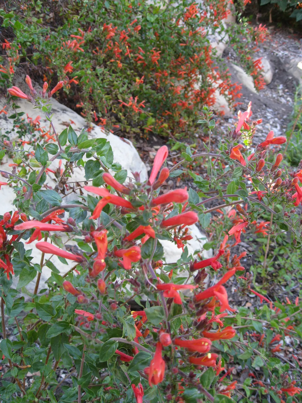 Keckiella cordifolia on Campbell Trail