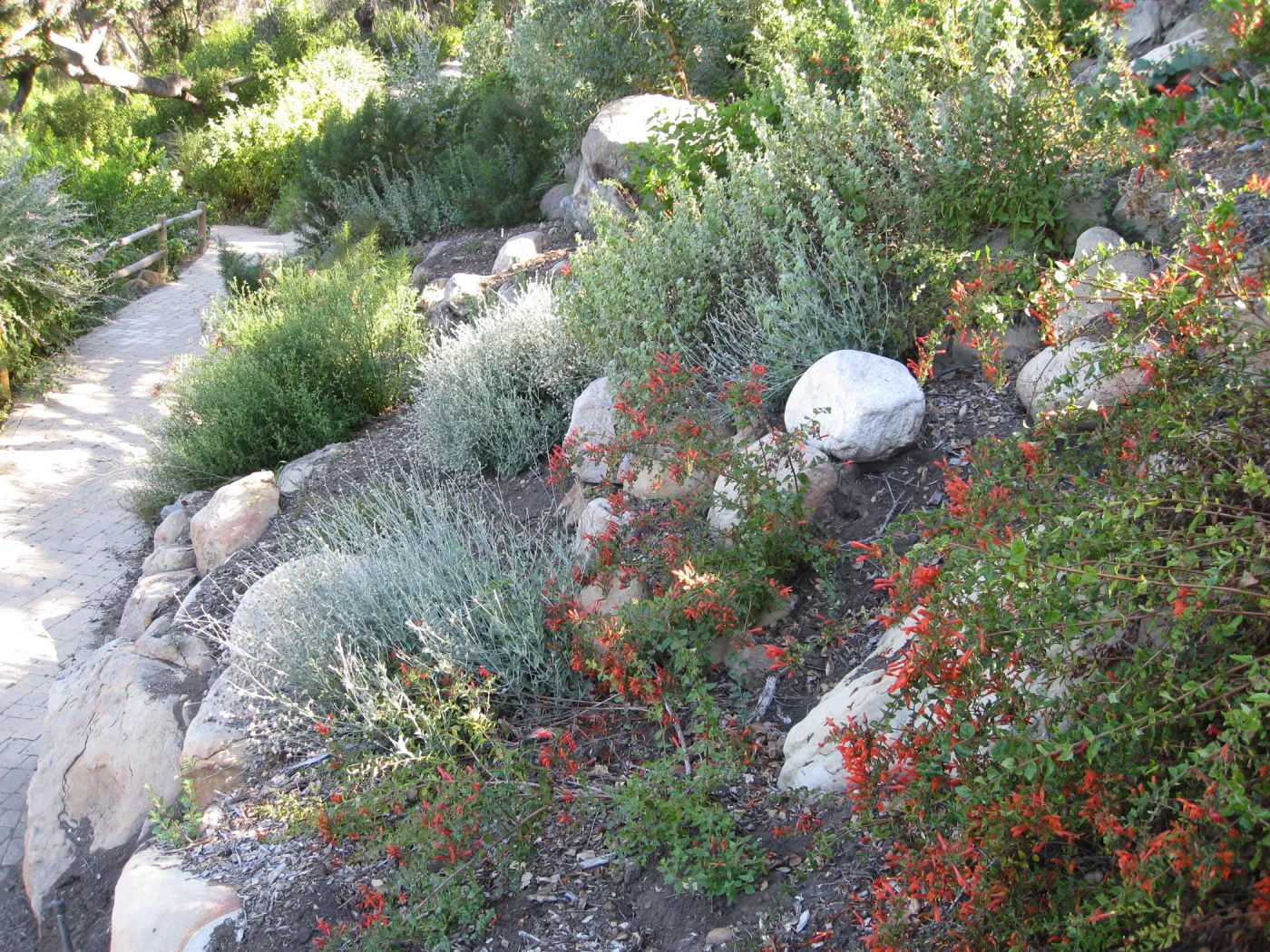 Keckiella cordifolia on Campbell Trail