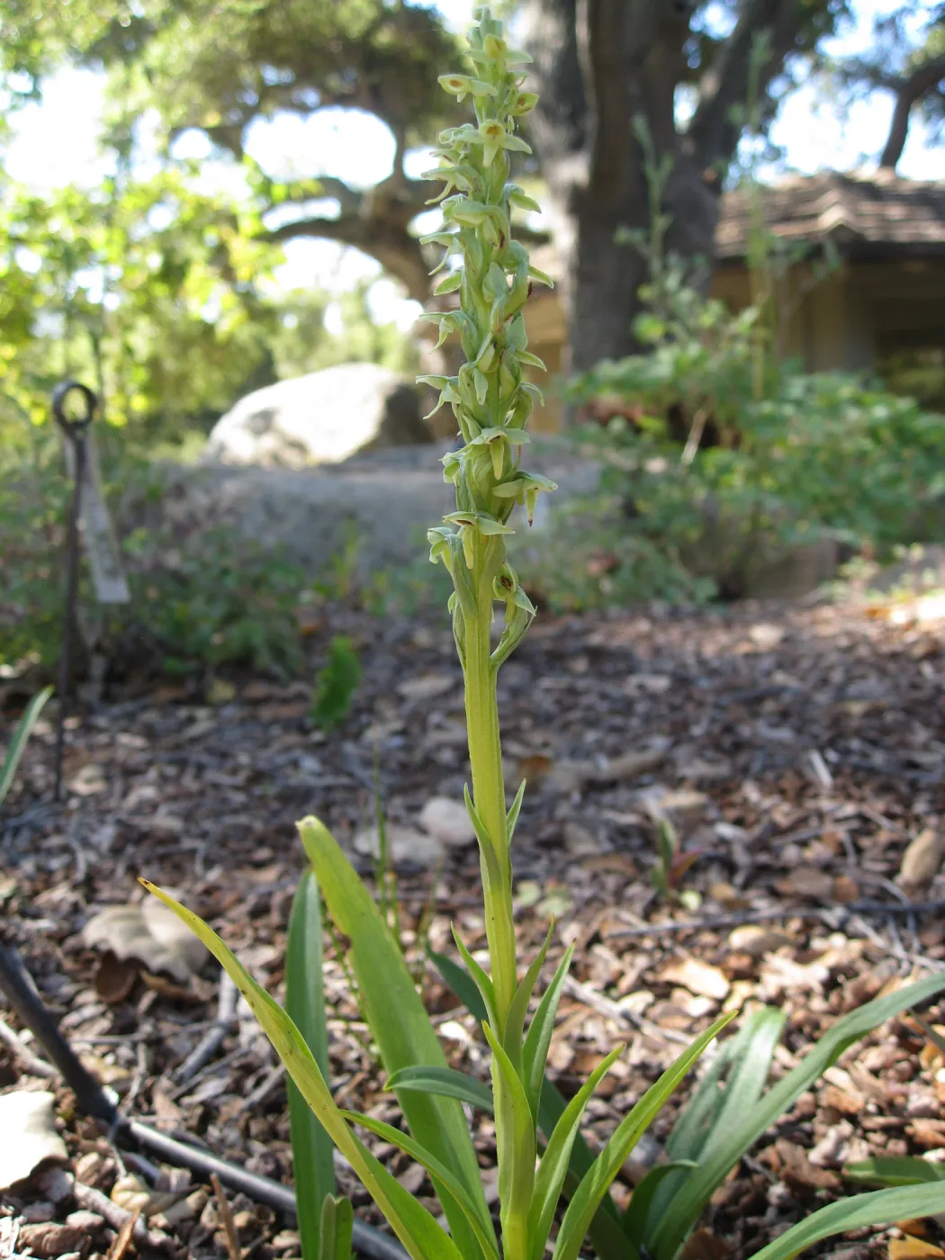Plathanthera hyperborea in the Orchid Display