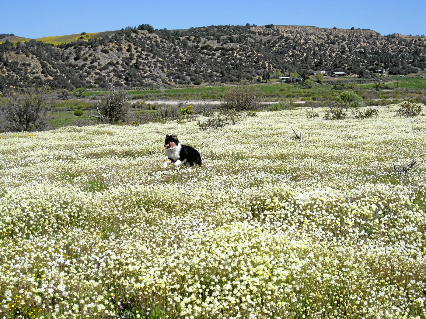 Vicinity of Ozena Ranger Station, Hwy 33. Platystemon Cream Cups
