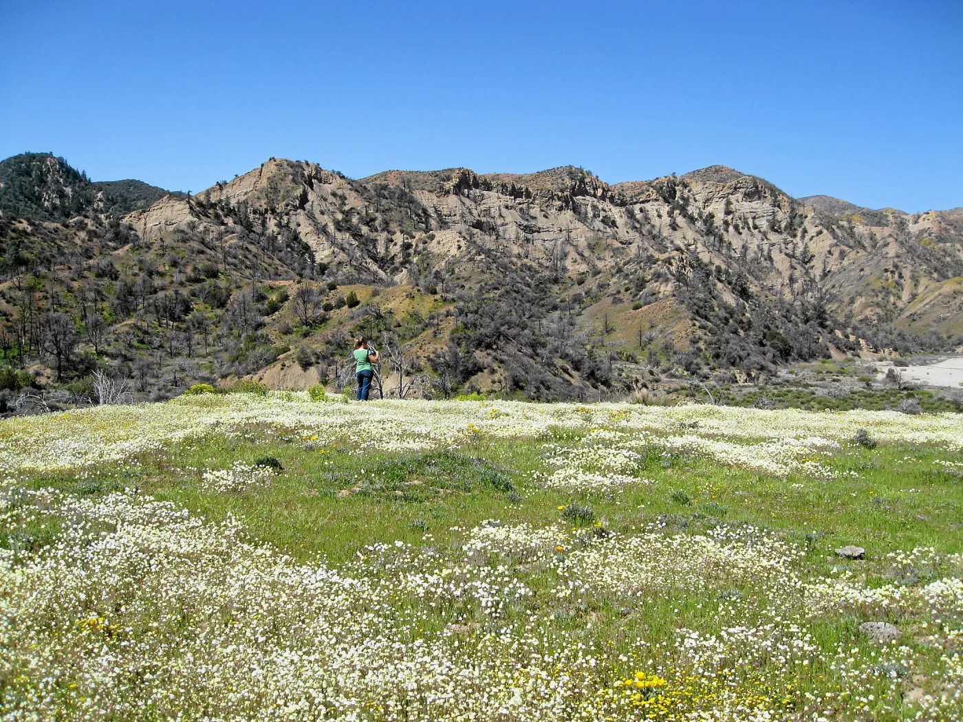 Vicinity of Ozena Ranger Station, Hwy 33. Playstemon Cream Cups