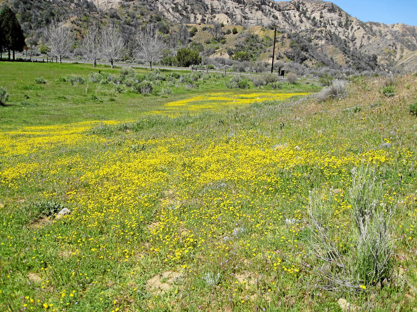 Vicinity of Ozena Ranger Station, Hwy 33