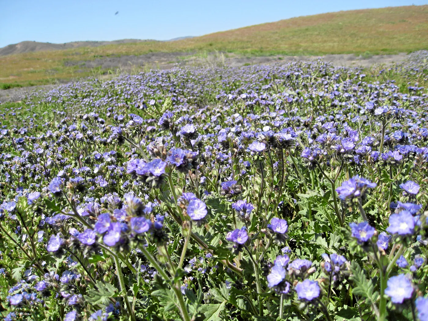 Phacelia, Soda Lake Road, south end of Carrizo Plain