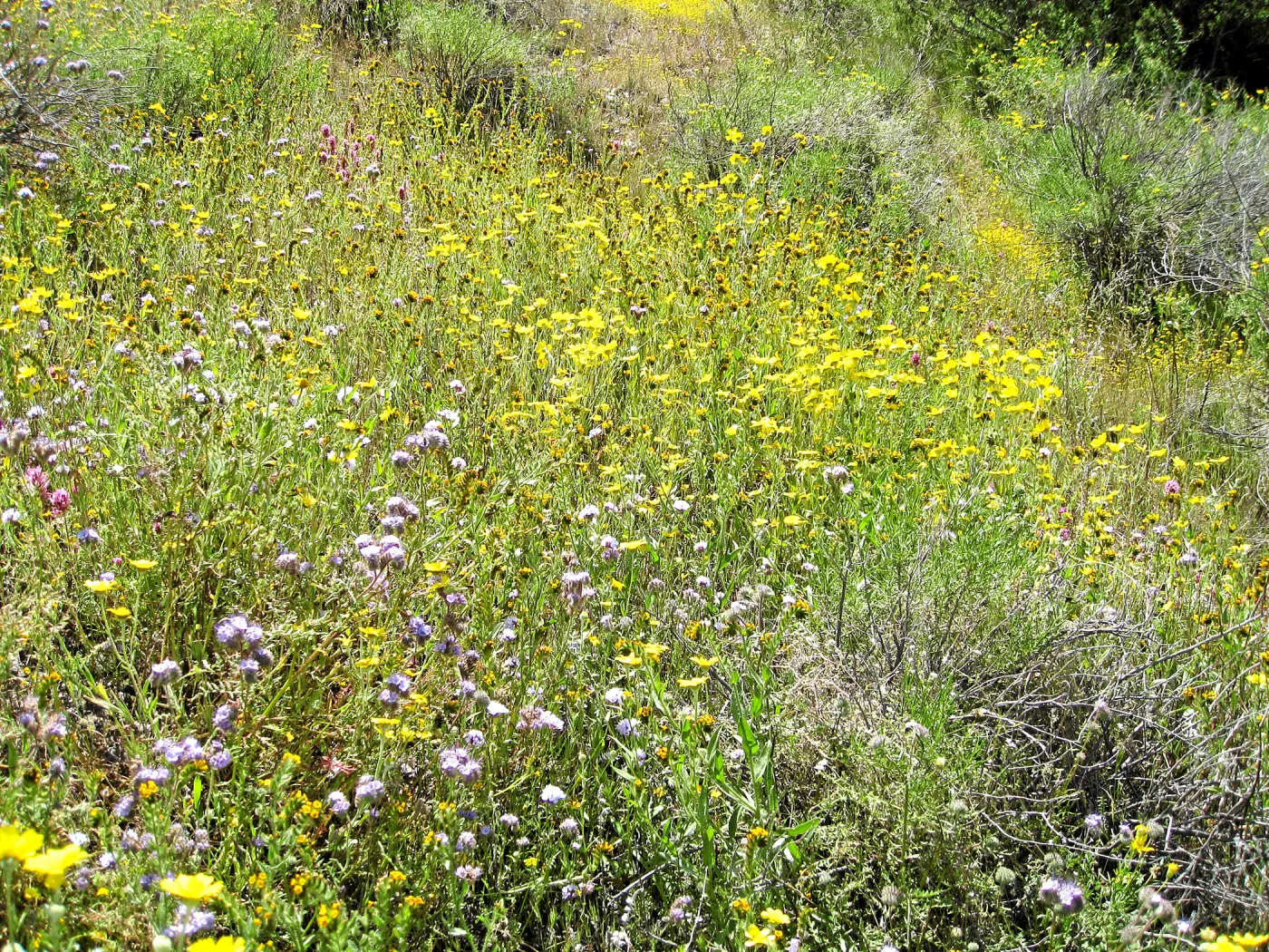 Padrones Canyon, Carrizo Plain