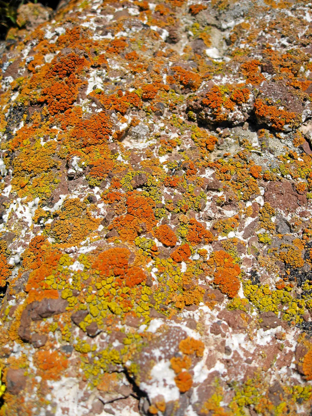 Padrones Canyon, Carrizo Plain. Lichen