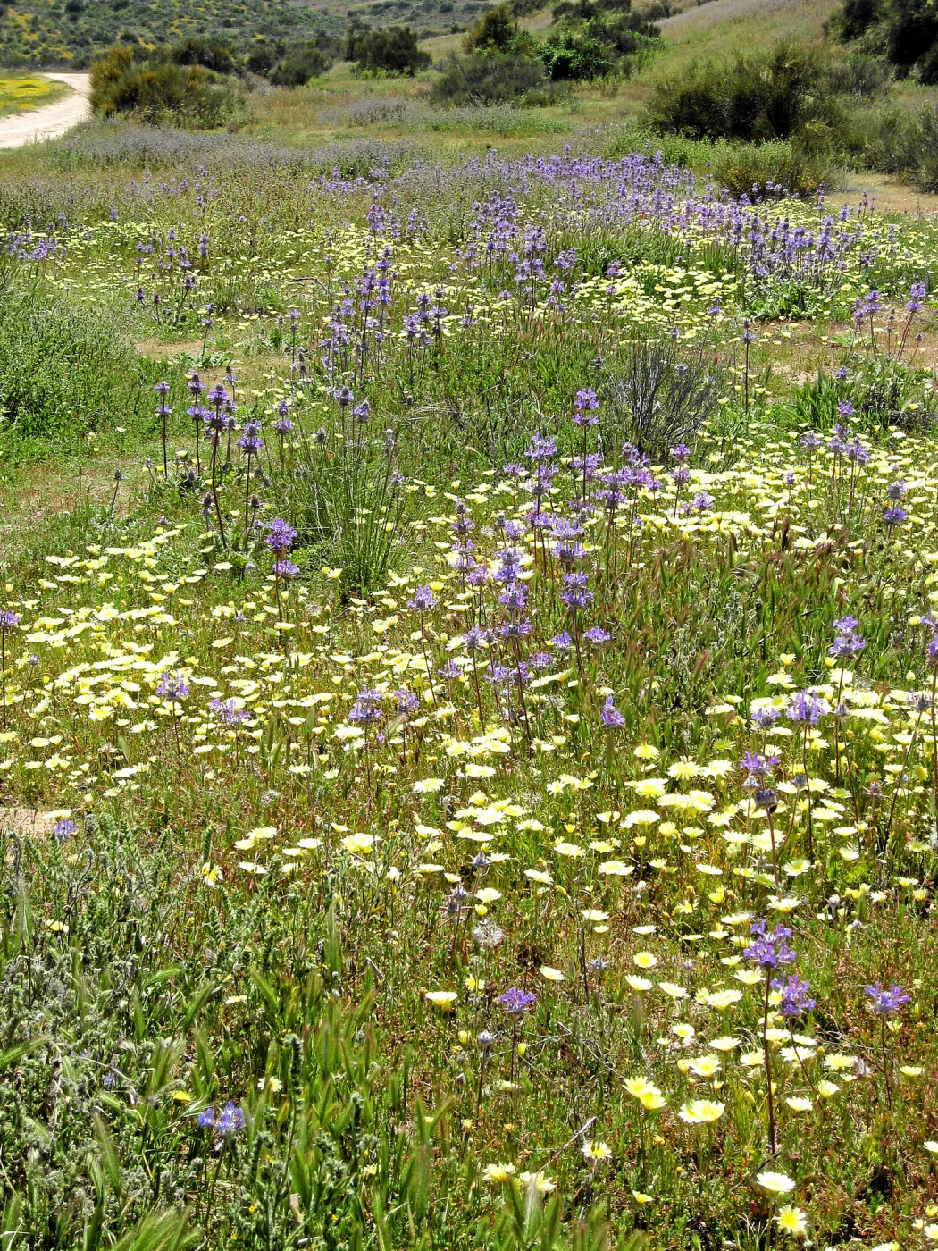 Near jct of Soda Lake and road to Padrones Spring. Thistle Sage