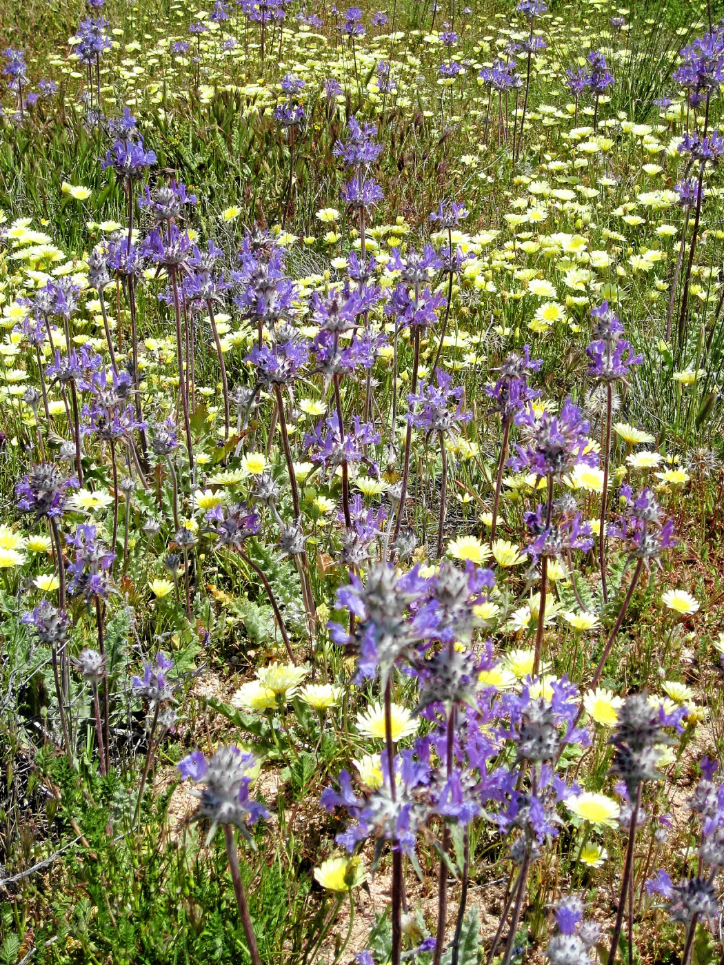 Near jct of Soda Lake and road to Padrones Spring. Thistle Sage