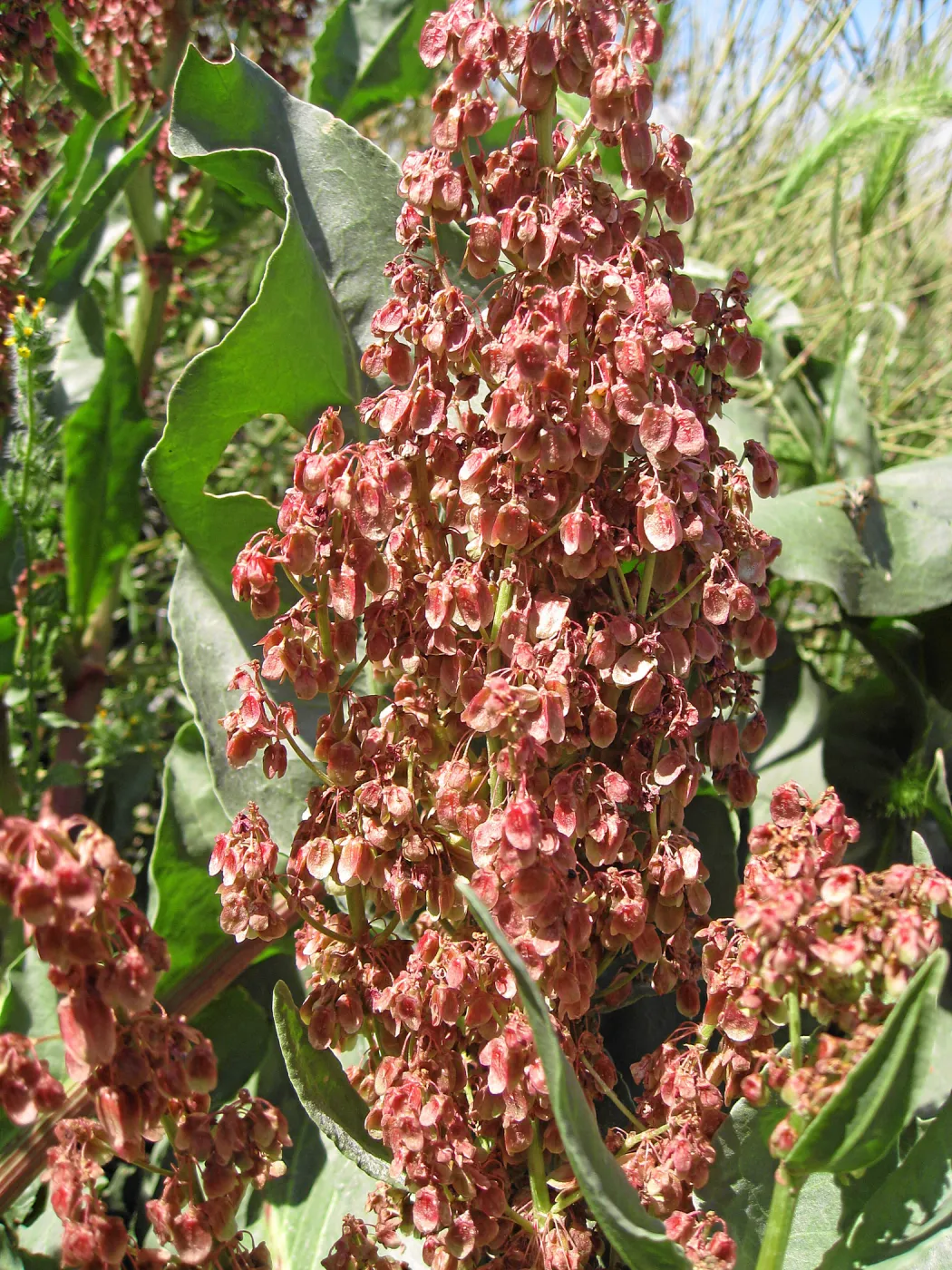 Near jct of Soda Lake and road to Padrones Spring. Rumex