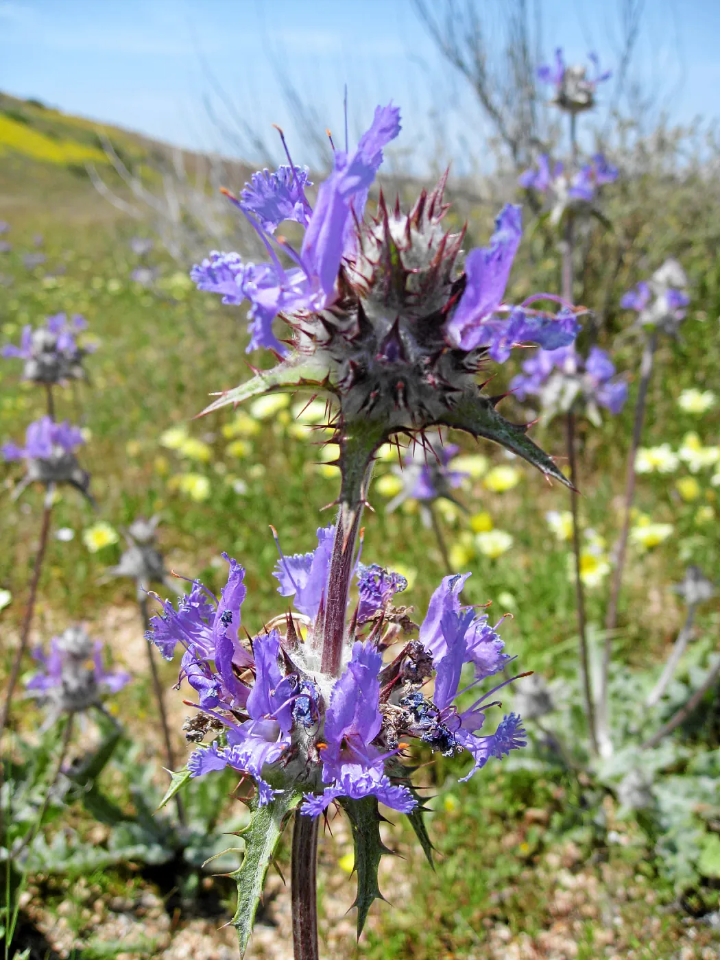 Near jct of Soda Lake and road to Padrones Spring. Thistle Sage