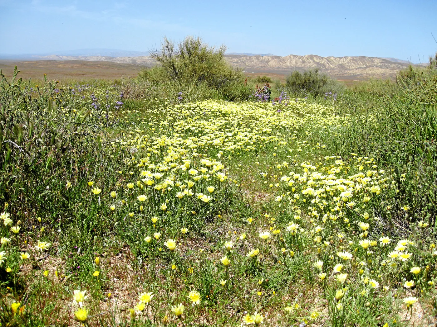 Near jct of Soda Lake and road to Padrones Spring. cream cups