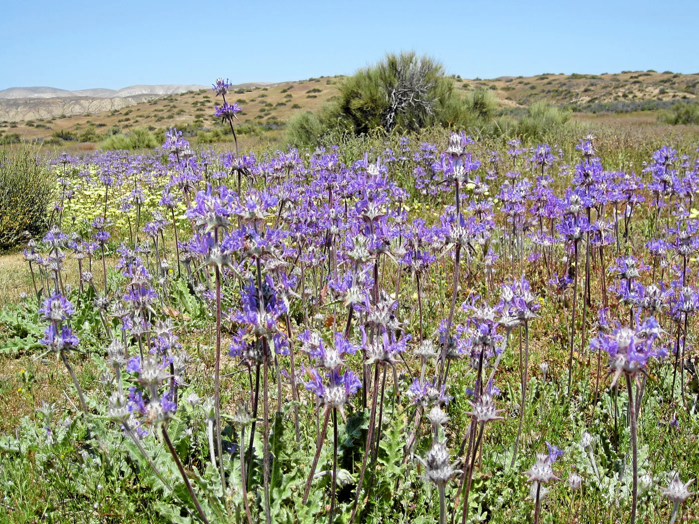 Near jct of Soda Lake and road to Padrones Spring. Thistle Sage