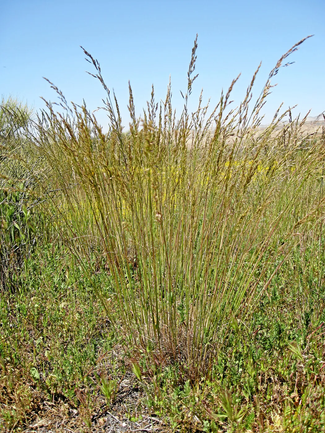 Near jct of Soda Lake and road to Padrones Spring. Poa secunda