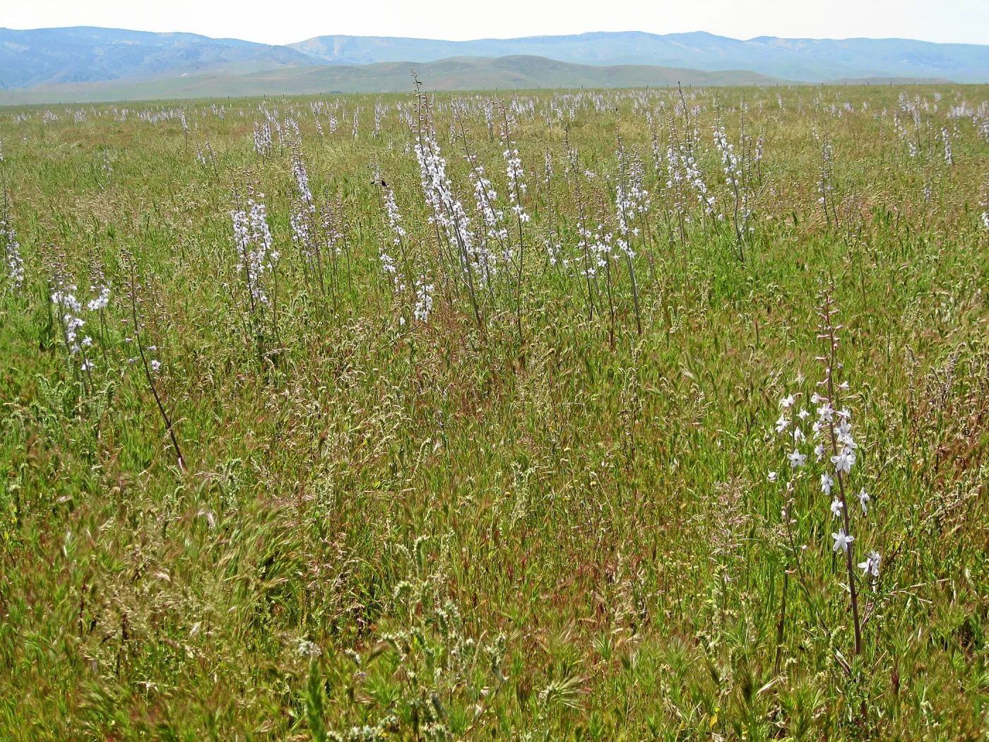 Delphinium, Carrizo Plain
