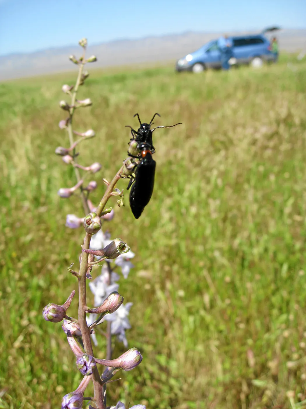 Beetle on delphinium