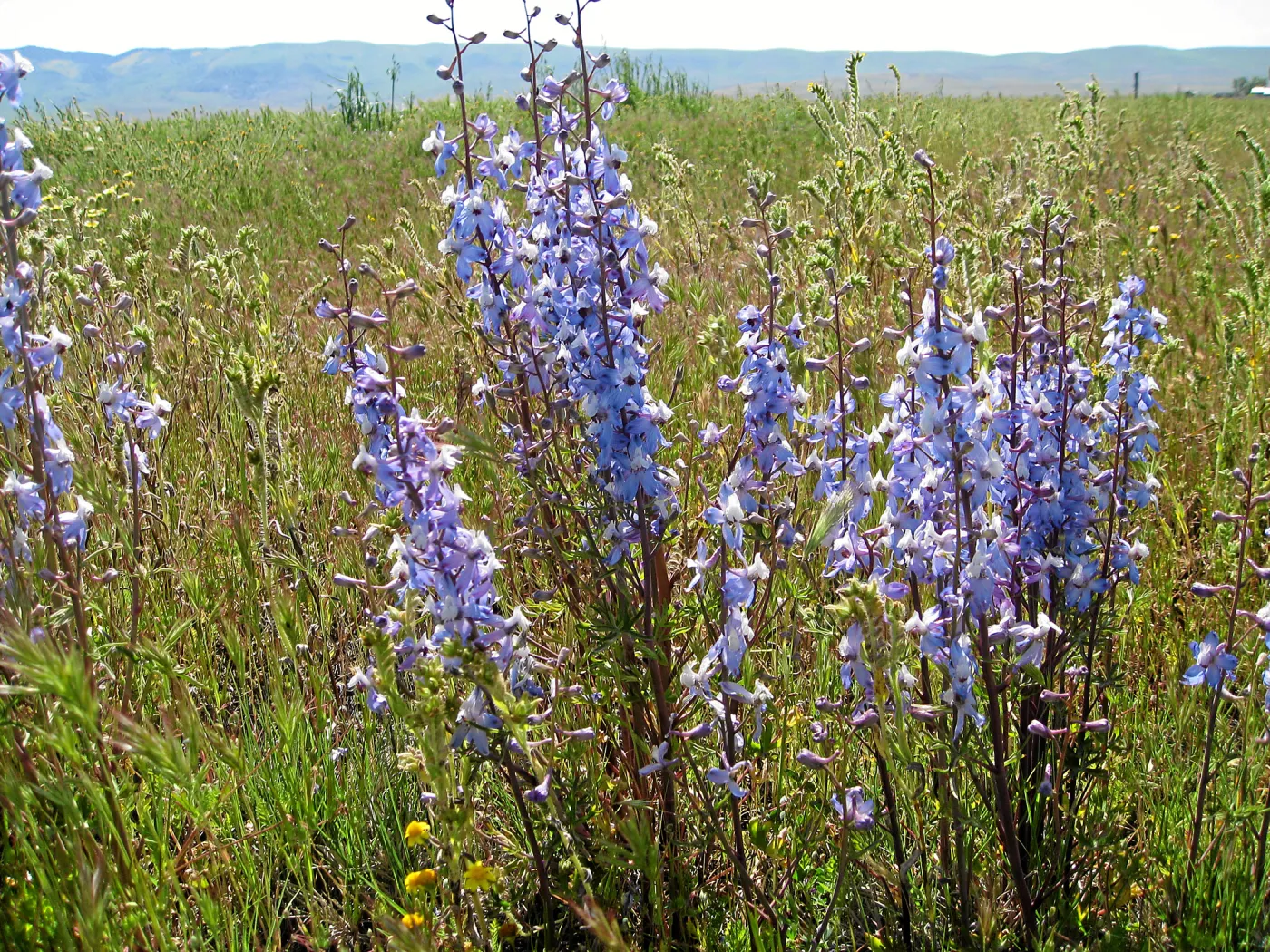 Delphinium, Carrizo Plain
